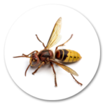 AVISPAS