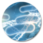 BACTERIAS
