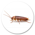 CUCARACHAS