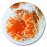 HONGOS