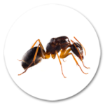 HORMIGAS