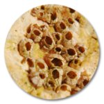 LEVADURAS