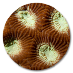 MOHO
