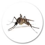 MOSQUITOS