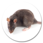 RATA DE ALCANTARILLA (Ratus Norvegicus)
