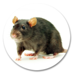RATA NEGRA (Rattus rattus)