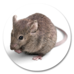 RATÓN DOMÉSTICO (Mus musculus)